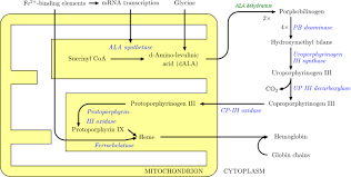 Heme Wikipedia