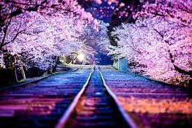 Gambar bunga sakura buatan bisa bapak ibu dapatkan di tempat ini. Inilah 24 Foto Bunga Sakura Terbaik Tahun Ini Menakjubkan Berita Jepang Japanesestation Com