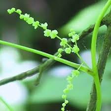 Image result for Dioscorea minutiflora