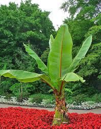 Image result for Ensete ventricosum