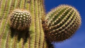 Updated 06/03/19 located in the northeast phoenix area, the city of peoria is a great stop. Arizona Trivia Every Visitor Should Know