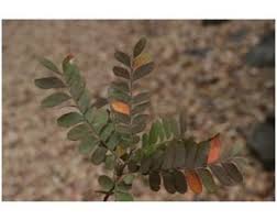 Image result for Haplocoelum