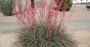 You can even grow things in the nether. Growing Flowers Inside Top 10 Flowers To Grow Indoors Best Garden Info