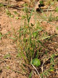 Image result for Fuirena ciliaris