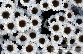 Black And White Daisy Clipart Flowers White Daisy Black Center Flower Image 2428aa Jpg Flower Images Plant Pictures Flowers