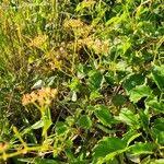 Image result for Cyphostemma adenocaule