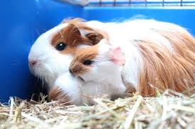Epingle Sur Amours D Animaux
