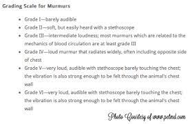 What Do Heart Murmurs Sound Like