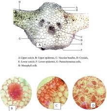 Image result for Struchium sparganophorum