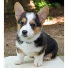 Gorgeous quality mini corgi puppies for sale. Pembroke Welsh Corgi Puppies For Sale San Antonio Tx 150193