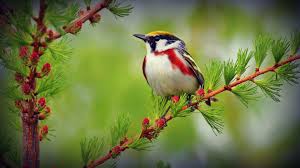 Check spelling or type a new query. 1920x1080 Hd Birds Wallpapers Top Free 1920x1080 Hd Birds Backgrounds Wallpaperaccess