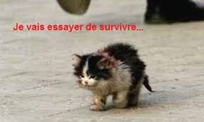 Leboncoin ne prend pas de frais d'insertion dans les annonces publiés, il met en relation uniquement vendeurs et acheteurs. Petition Petition Contre Le Trafic D Animaux Que Genere Les Annonces Du Site Leboncoin