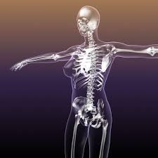 Female anatomy includes the external genitals, or the vulva, and the internal reproductive organs. Female Skeleton In Woman Body Anatomy 3d Model Cgtrader