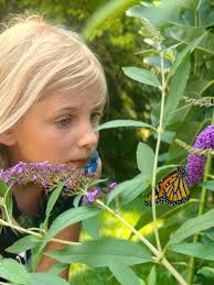 Raising monarch butterflies at home