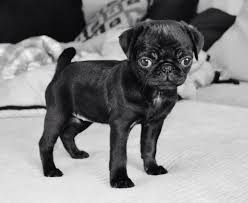 Posted on 10th january 2021) golden retriever Unique Colouring Of Pugs Dog Forum