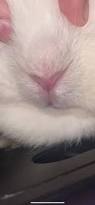 Image result for tbn:nuNU7FPK4A54yM::rvforsaleguide.com/images/bunny-resting-picture.jpg
