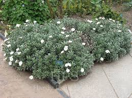 Image result for Convolvulus ocellatus