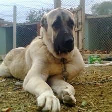 Image Result For Aksaray Malaklisi Dog Dogs Dog Breeds Animals