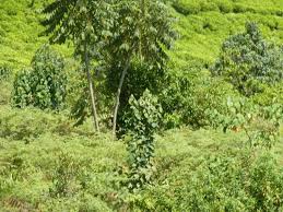 Image result for Chrysophyllum gorungosanum