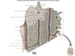 The arrows point toward the tumor. Cross Section Of Hard Bone Diagram Diagram Quizlet