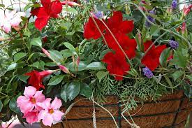 Pin On Garden Containers Sensational Pots Planters