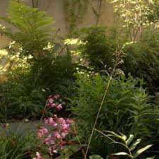 Image result for Shibataea kumasasa