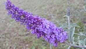 If you want to keep the butterfly bush looking its best, including newly transplanted bushes, a simple trimming may be just what the doctor ordered. Butterfly Bushes And Types Care And Pruning