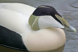 Image result for magpie duck