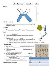 Join the amoeba sisters as they discuss the terms gene and allele in context of a gene involved in ptc (phenylthiocarbamide) taste sensitivity. Amoeba Sisters Alleles And Genes Worksheet Amoeba Sisters Alleles And Genes Worksheet As Genetic Adding And Subtracting Integers Worksheets In Many Ranges Eve Mulvihill