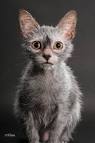 Lykoi Cat Breed Profile | Cat-World