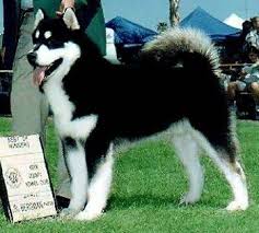  Alaskan Malamute Alaskan Husky Siberian Husky Alaskan Malamute