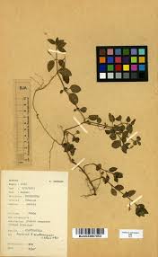 Image result for Justicia matammensis