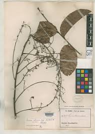 Image result for Sorindeia katangensis