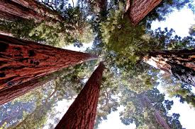 Maybe you would like to learn more about one of these? What You Need To Know About Lodging At Sequoia And Kings Canyon Sequoia National Park Sequoia National Park Lodging Sequoia National Park Cabins