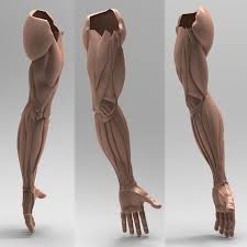 Human Arm Anatomy Combo 3d 3ds Human Arm Anatomy Combo Pack By Vertex Monkey In 2020 Arm Anatomy Body Anatomy Human Anatomy Art