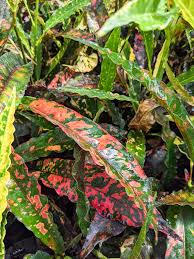 Image result for Croton longipedicellatus