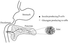 We did not find results for: The Pancreatic Islets Of Langerhans Download Scientific Diagram