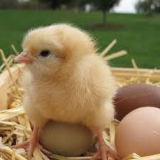 My Favorite Photos Of Baby Chicks The Chicken Chick
