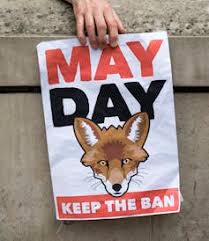 No wonder fox hunting is still prevalent – the ban is designed to fail British wildlife