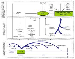 The Regulation Of Food Intake In Humans Endotext Ncbi