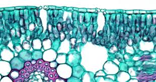 Image result for Stomatanthes