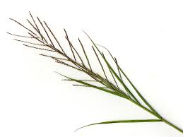 Image result for Leptochloa panicea