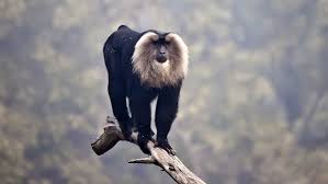 If you're going to get a monkey you better have lots of money. Monkey Mania Monkeys That Look Like Lions Cgtn