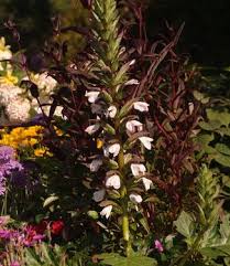 Image result for Acanthus