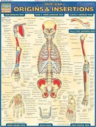 Muscular Origins Insertions Vincent Perez 9781572227545
