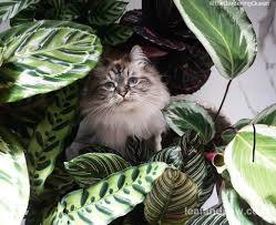 Idling to rule the gods: Calathea A Guide To Collecting Calathea Leaf And Paw