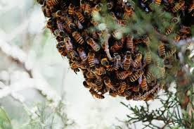 Honey bees depending on their caste can live between 6 weeks and 5 years. What To Do In A Bee Attack 5 Things You Need To Know Abc News