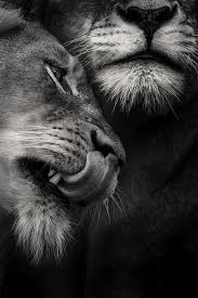 Beautiful Black And White Animal Photography 200 Beautiful Black And White Photography Ideas Animal Photography Animals Beautiful Animals