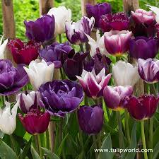 New Exclusive Tulip World Is Pleased To Present This Exclusive Blend Of Tulips Featuring Various Shades And Patterns Bulb Flowers Purple Tulips Tulip Bulbs