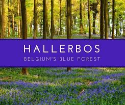 The forest is located, by car. Hallerbos Belgium S Blue Forest Cheeseweb